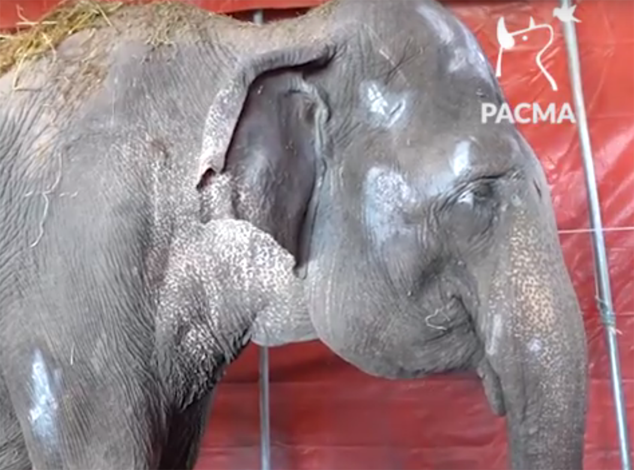 Una de las elefantas accidentadas. Pacma no quiere que vuelvan al circo Gottani.