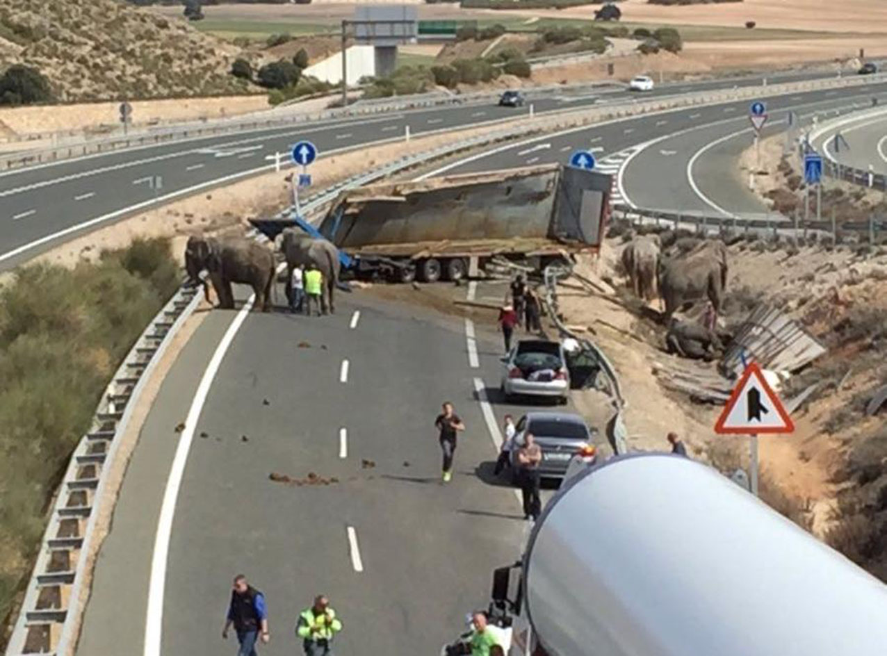 Foto de las elefantas publicada en Twitter por el Ayuntamiento de Pozo Cañada.