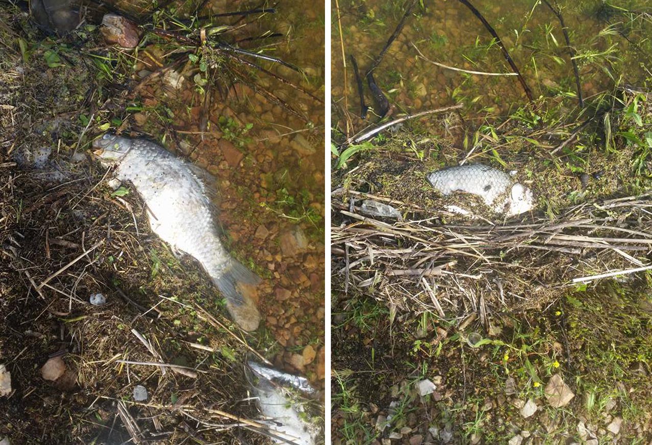 Peces muertos en el pantano de El Vicario.