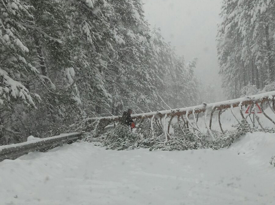 Caída de árboles en Vega del Codorno a causa de la nieve.