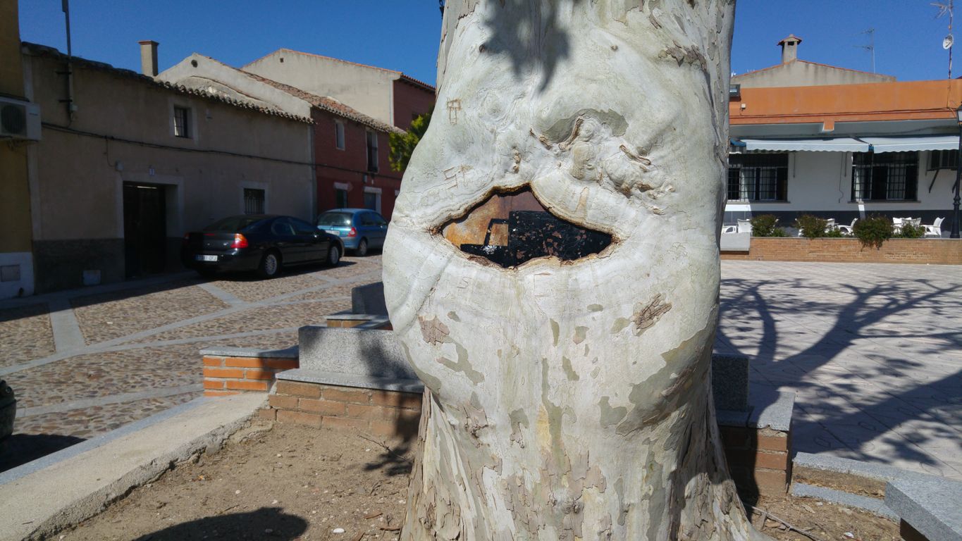La señal engullida por un árbol en la plaza de Otero (Toledo).