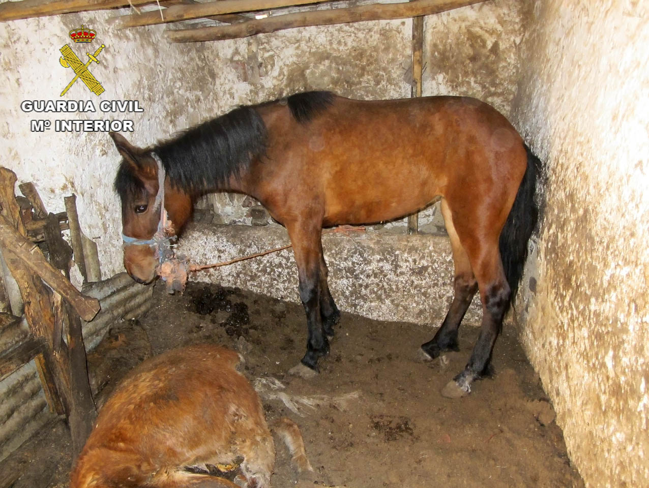 Imagen del caballo superviviente y uno de los fallecidos. caballos