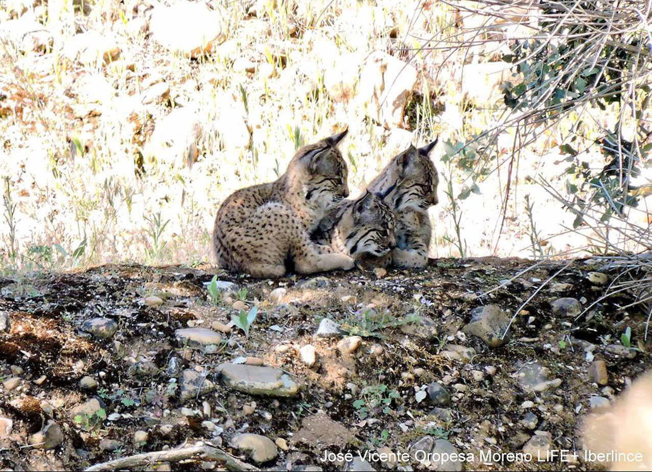 He aquí los tres nuevos cachorros de lince en los Montes de Toledo.