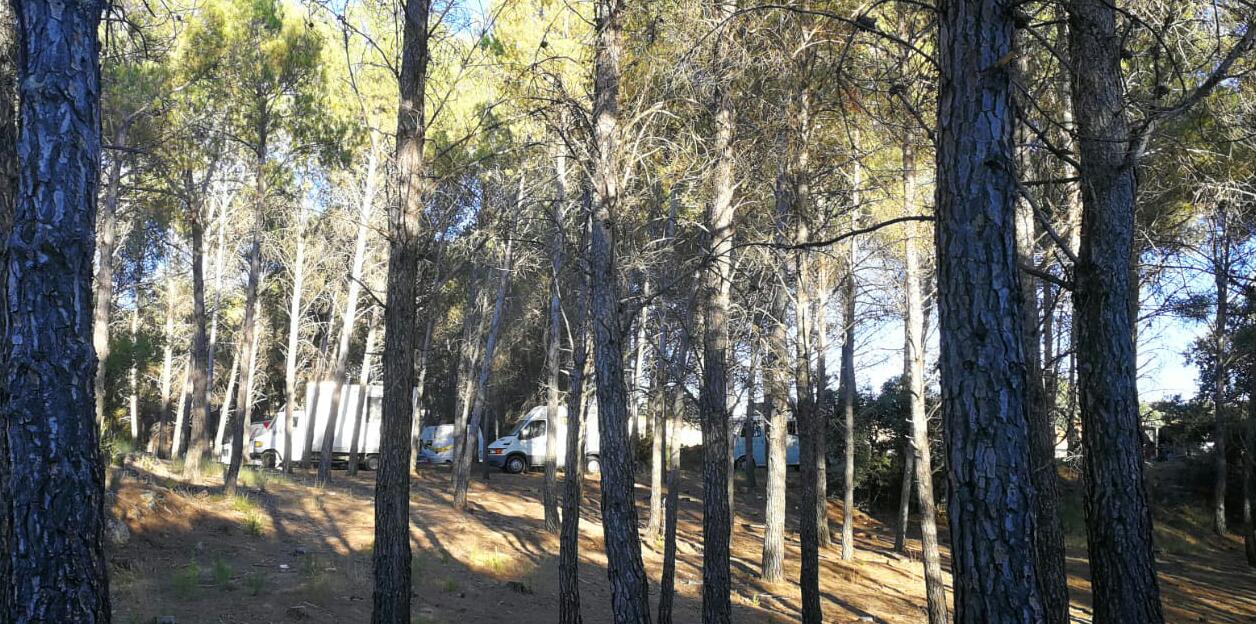 Imagen de los camines de la rave entre el pinar de las Caras de Buendía.