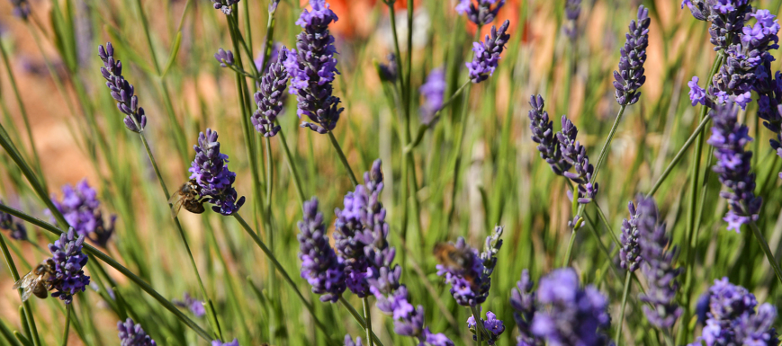 Lavanda