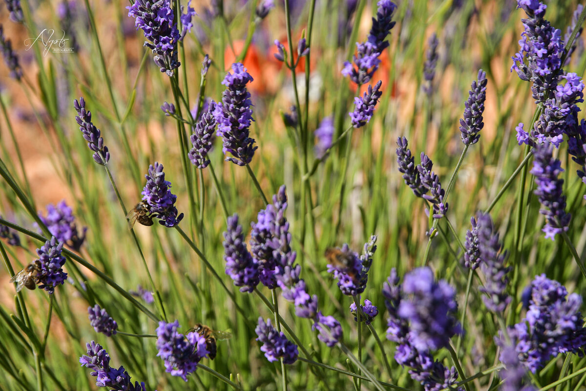 Lavanda