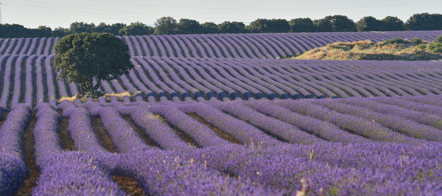 Lavanda Brihuega