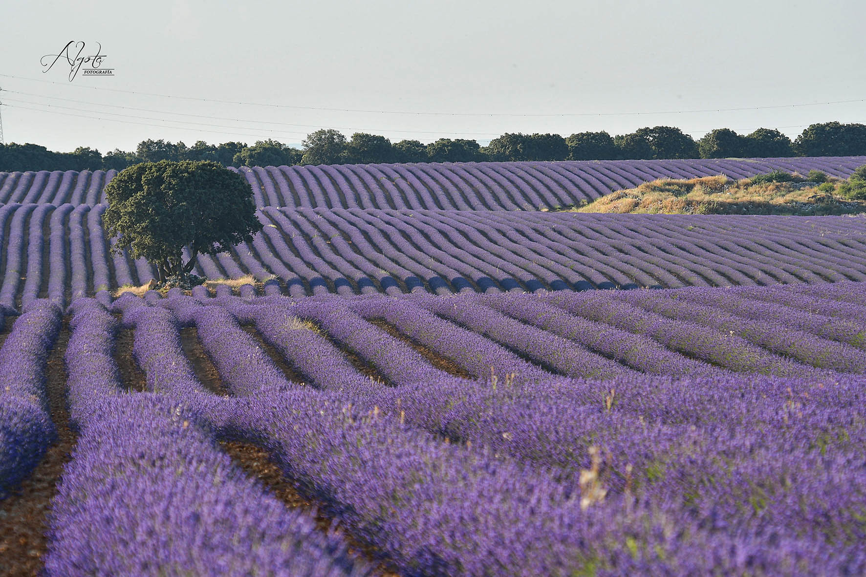 Lavanda Brihuega