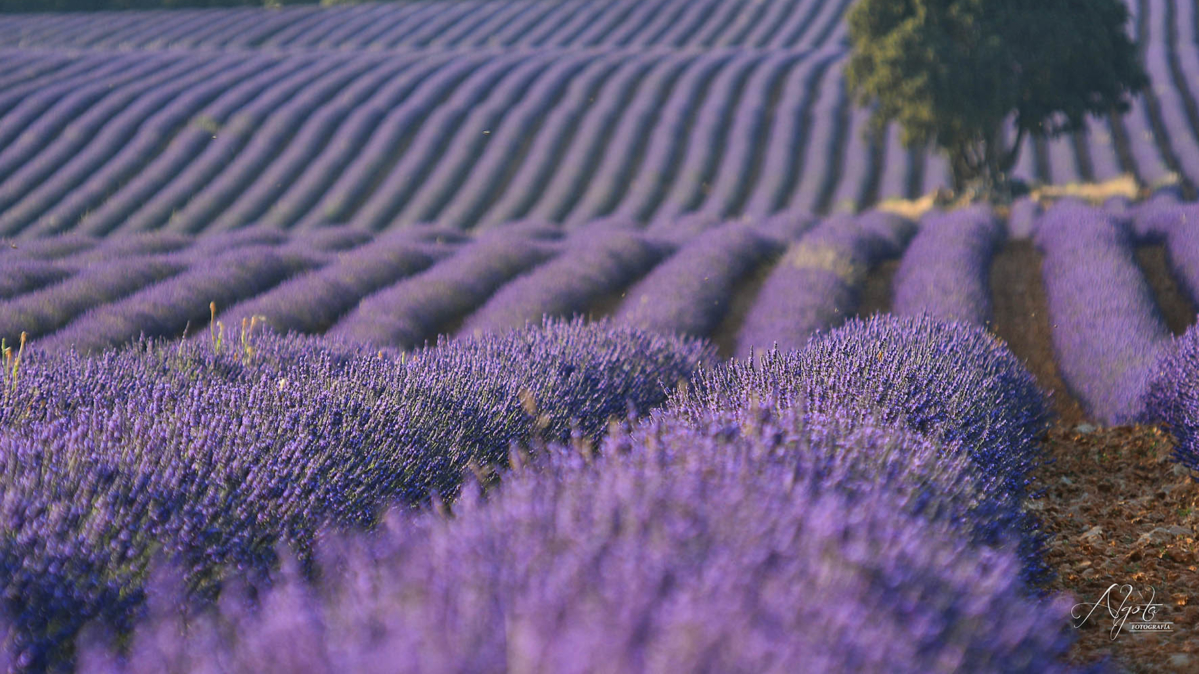 Campos de lavanda de Brihuega