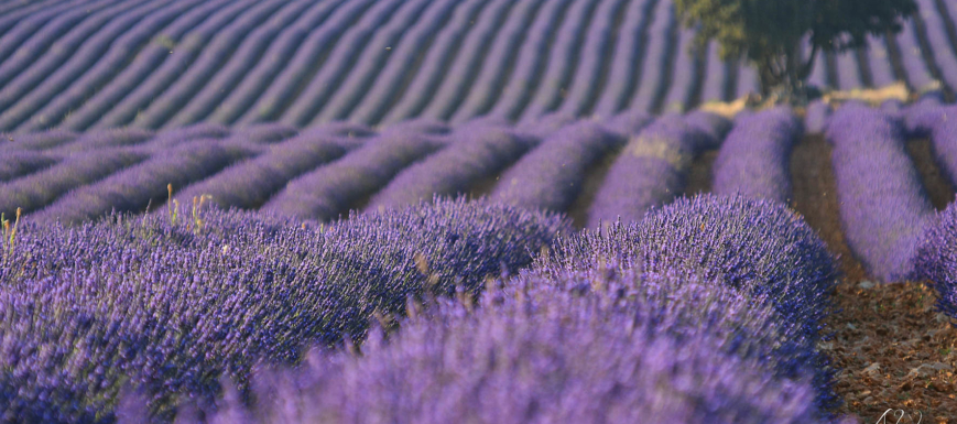 Campos de lavanda de Brihuega