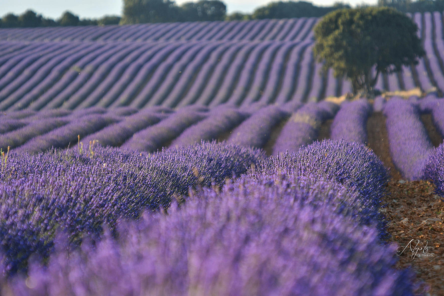 Campos de lavanda de Brihuega