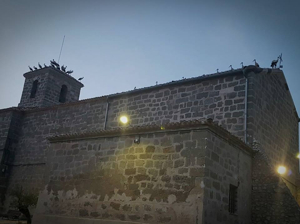 Cigüeñas en la iglesia de Portalrubio.