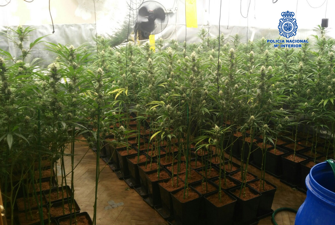 En el interior de la vivienda había 783 plantas de marihuana y 14 kilos de cogollos.