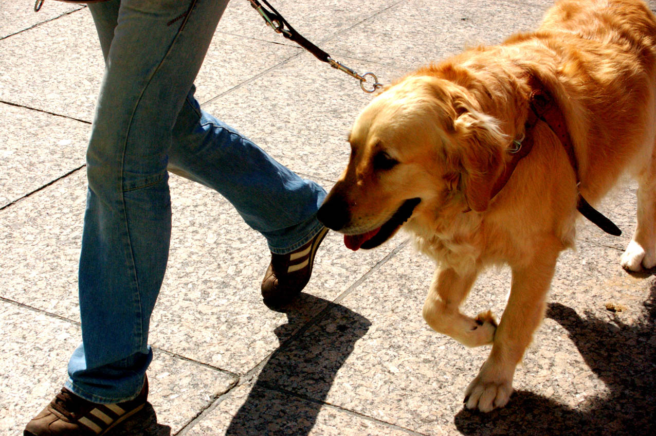 Un perro de asistencia junto a su dueño. perros guía