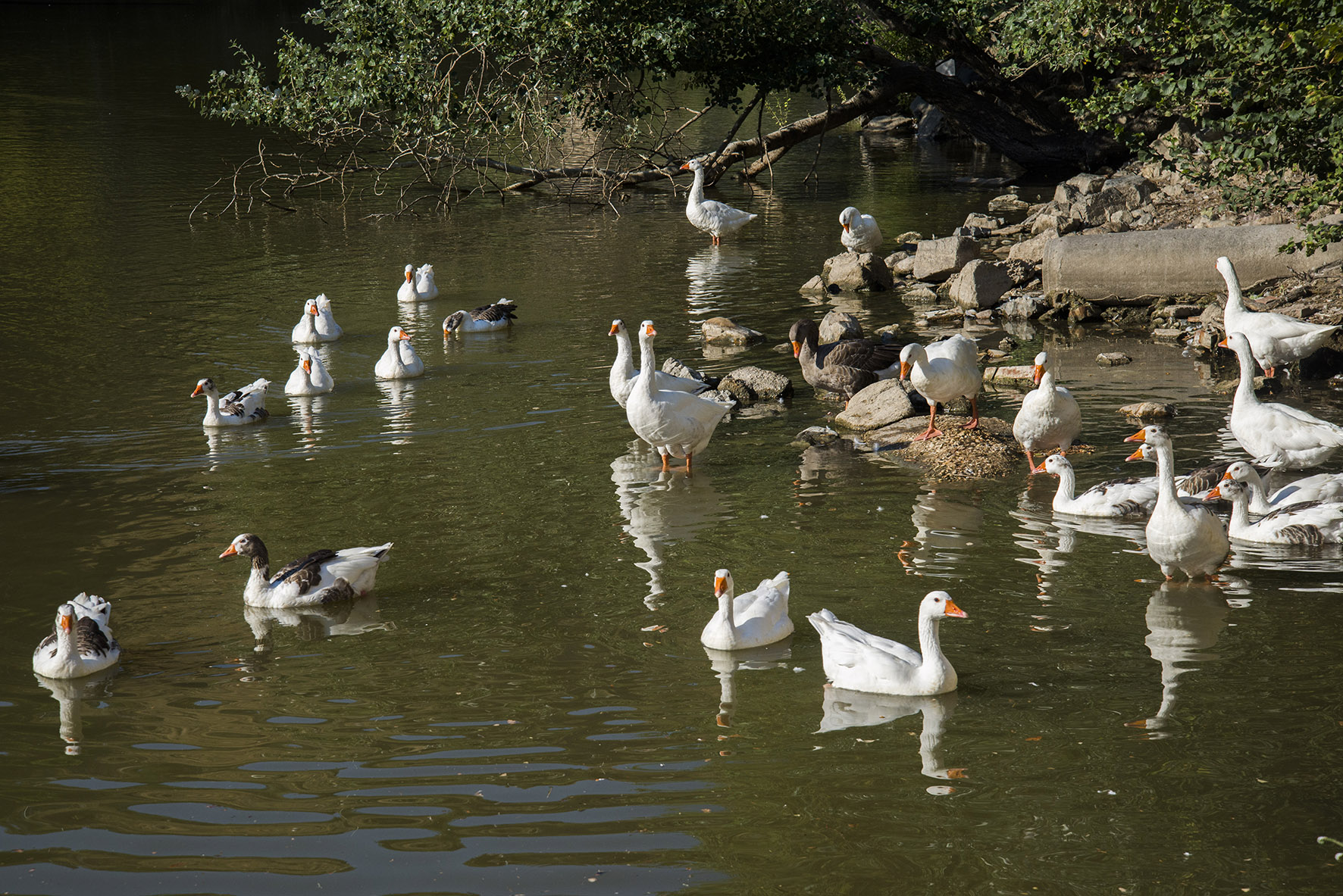 Patos y ocas que se encuentran en el río Tajo, a la altura de la senda ecológica. Foto: Rebeca Arango.