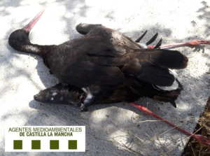 Cigüeña negra electrocutada.