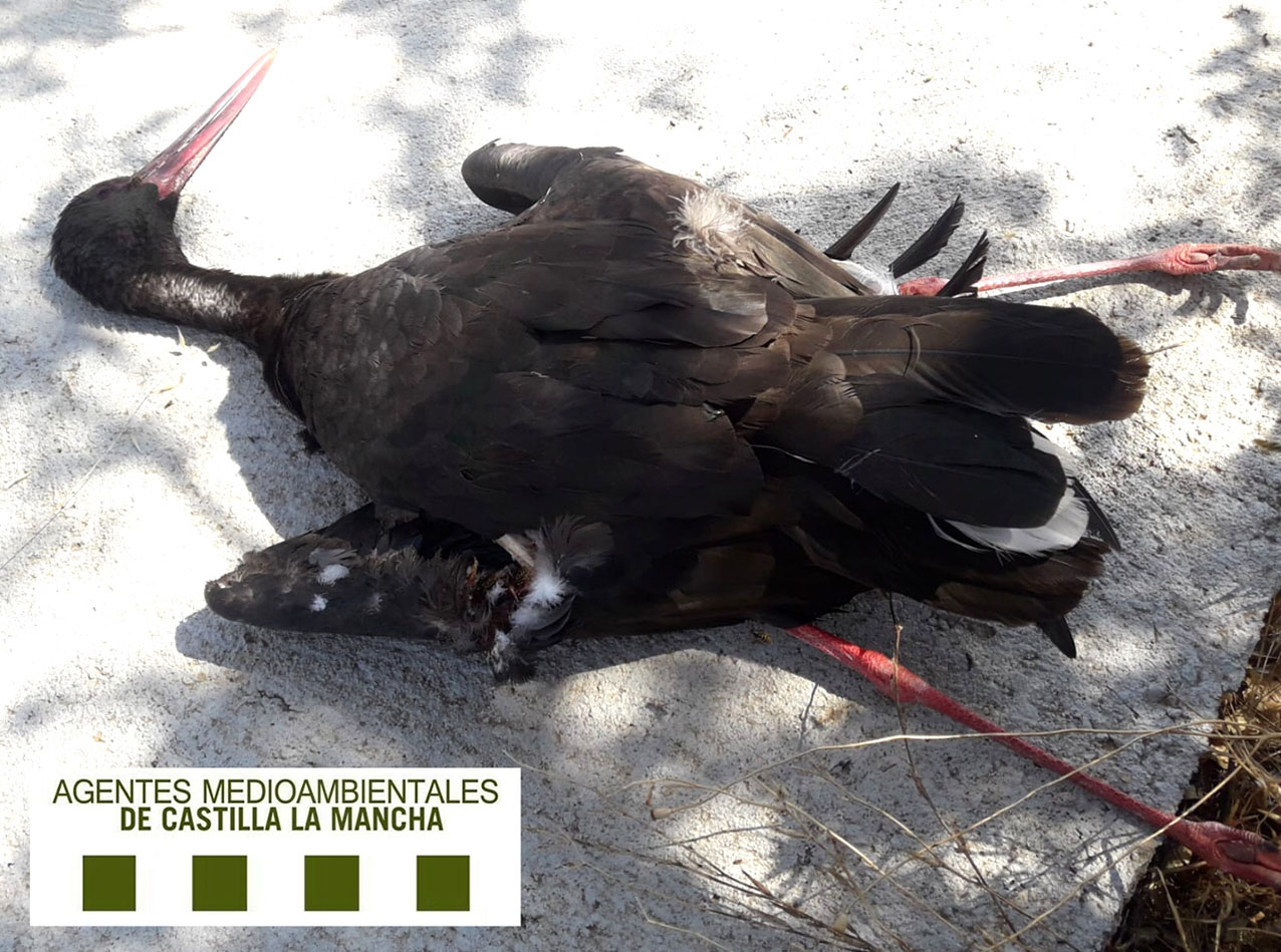 Cigüeña negra electrocutada.