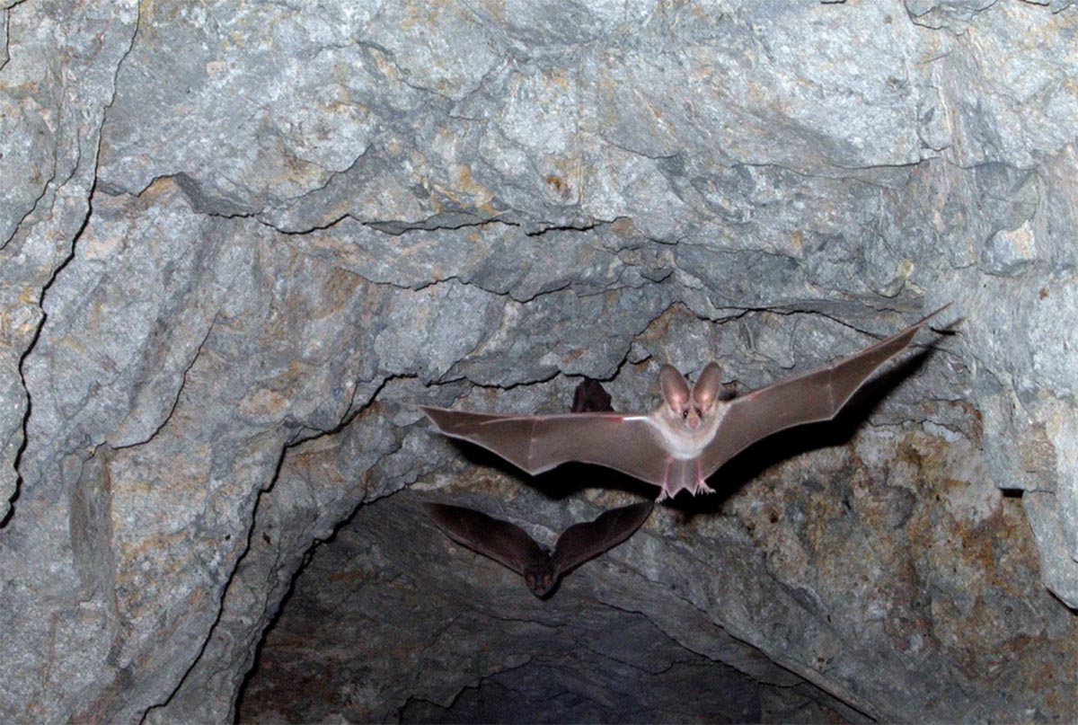 Talavera contará, por ahora, con cinco refugios para murciélagos