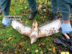 Águila ratonera envenenada.