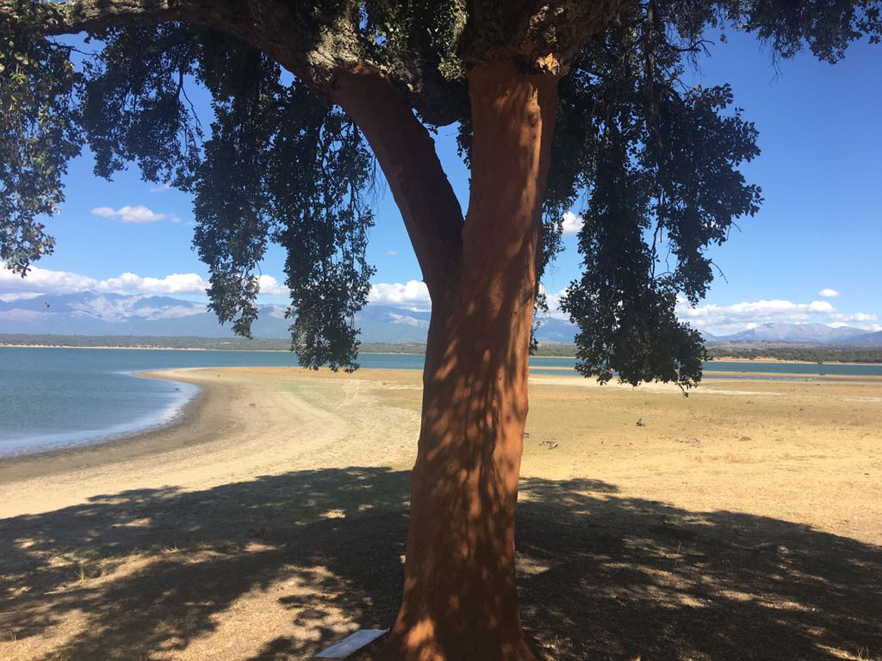 oropesa Así han quedado los alcornoques, bien limpios tras el robo de corcho.