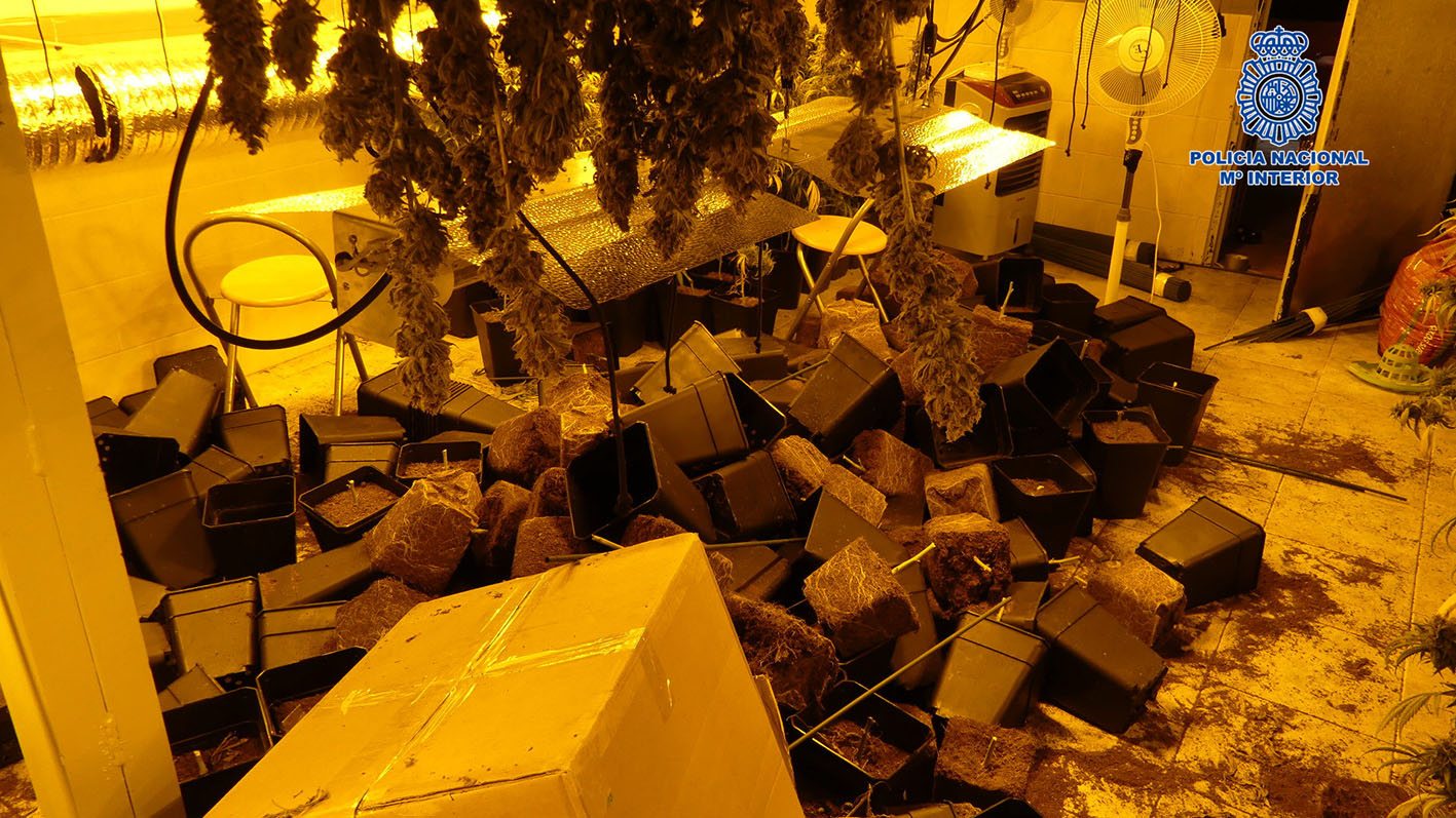 Casi 21 kilos de marihuana y 519 plantas de cannabis sativa había en un chalé de Burguillos.