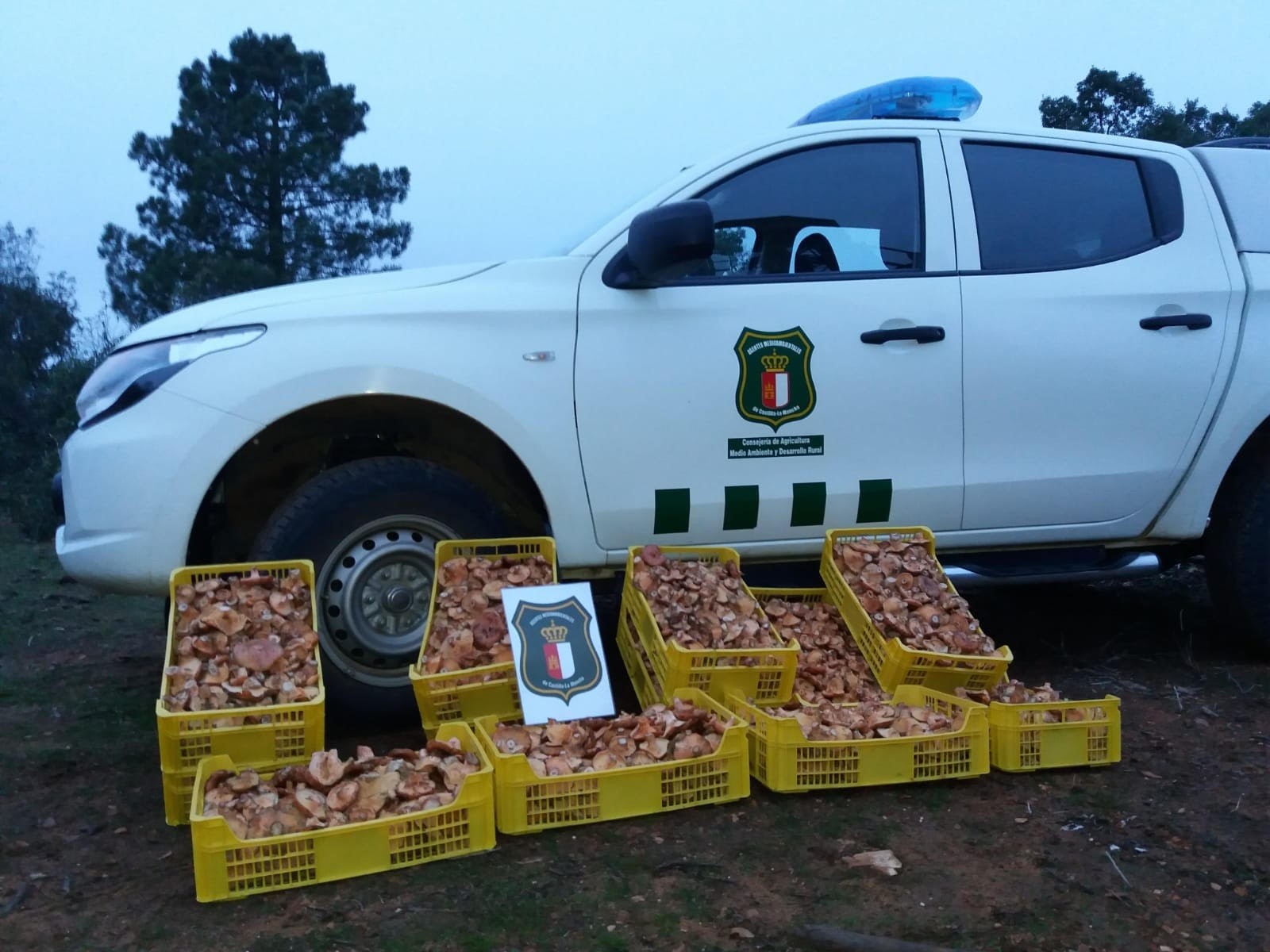 Setas requisadas por los Agentes Medioambientales de Castilla-La Mancha. Foto: APAM CLM.