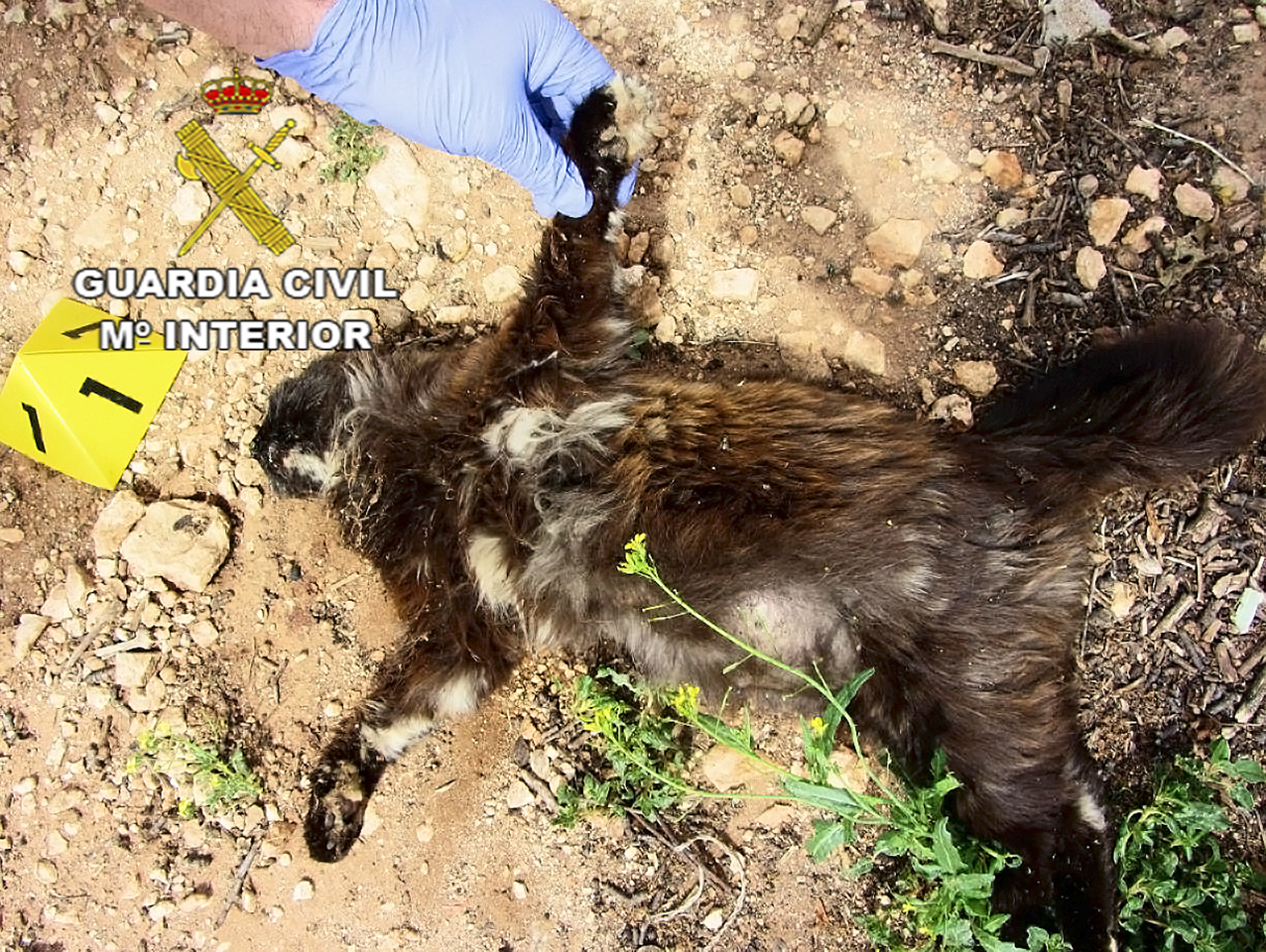 Uno de los dos gatos envenenados en un coto de caza de Manzanares.