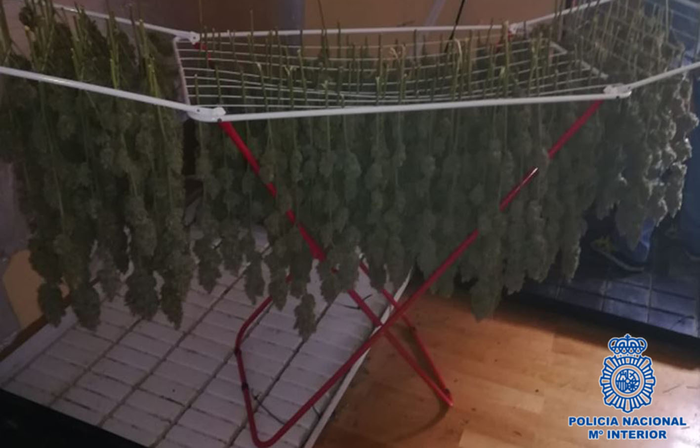 La marihuana se secaba en tendederos para la ropa, como pueden ver en la fotografía.