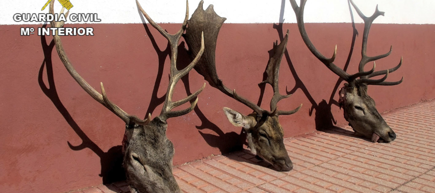 Tres de las cabezas de los animales que cazaron de forma furtiva.