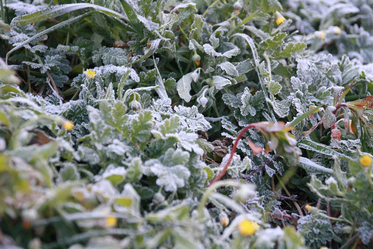 Helada, hielo, frío