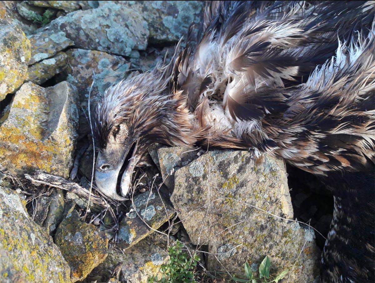 Así quedó uno de los águilas imperiales hallados en Polánl