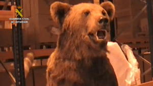 Uno de los osos procedentes de la caza ilegal que se venden como trofeos y que han sido hallados en una nave de Fontanar (Guadalajara).