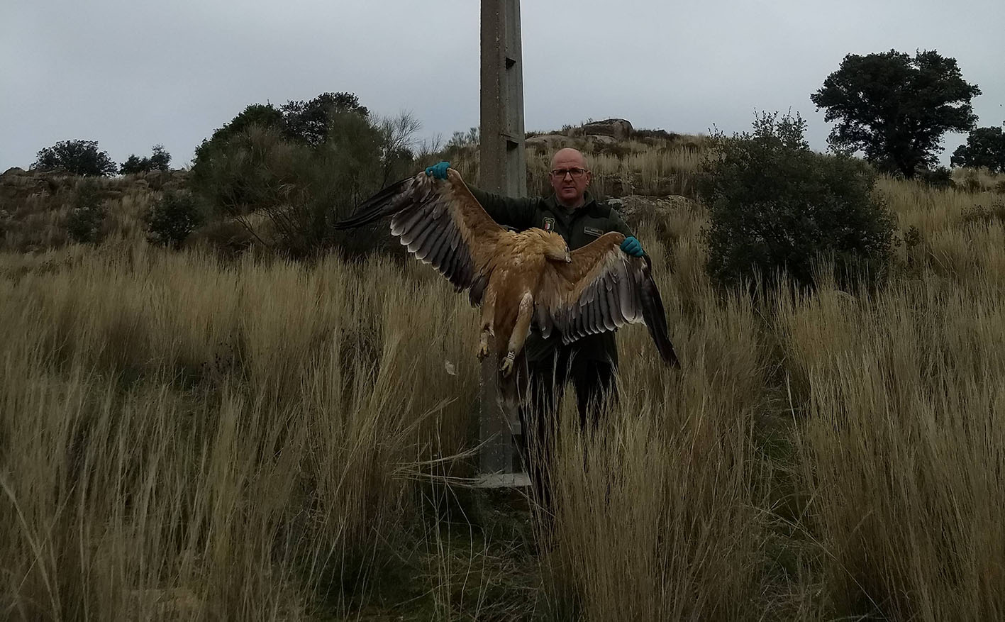 Un agente medioambiental sujeta el cadáver de Iris, el águila imperial que apareció muerto en Paredes de Escalona (Toldo)