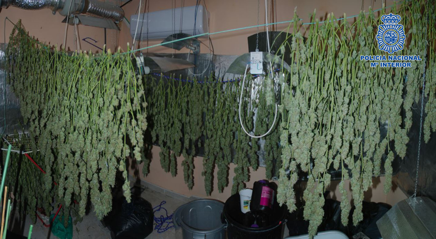 En total la Policía Nacional comprobó que había 93 kilos de marihuana, tanto en cogollos como en plantas