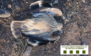 Una de las rapaces que han muerto electrocutadas durante el último mes en la provincia de Toledo