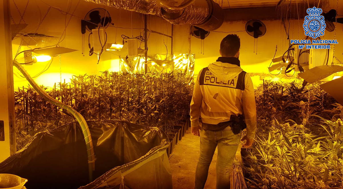 Plantación de marihuana desmantelada por la Policía Nacional.