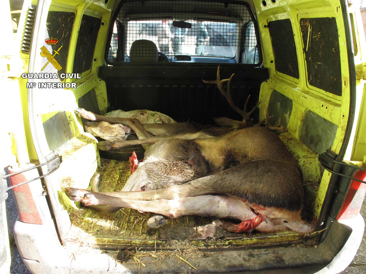 Los ciervos cazados ilegalmente que fueron cazados en Retuerta del Bullaque.