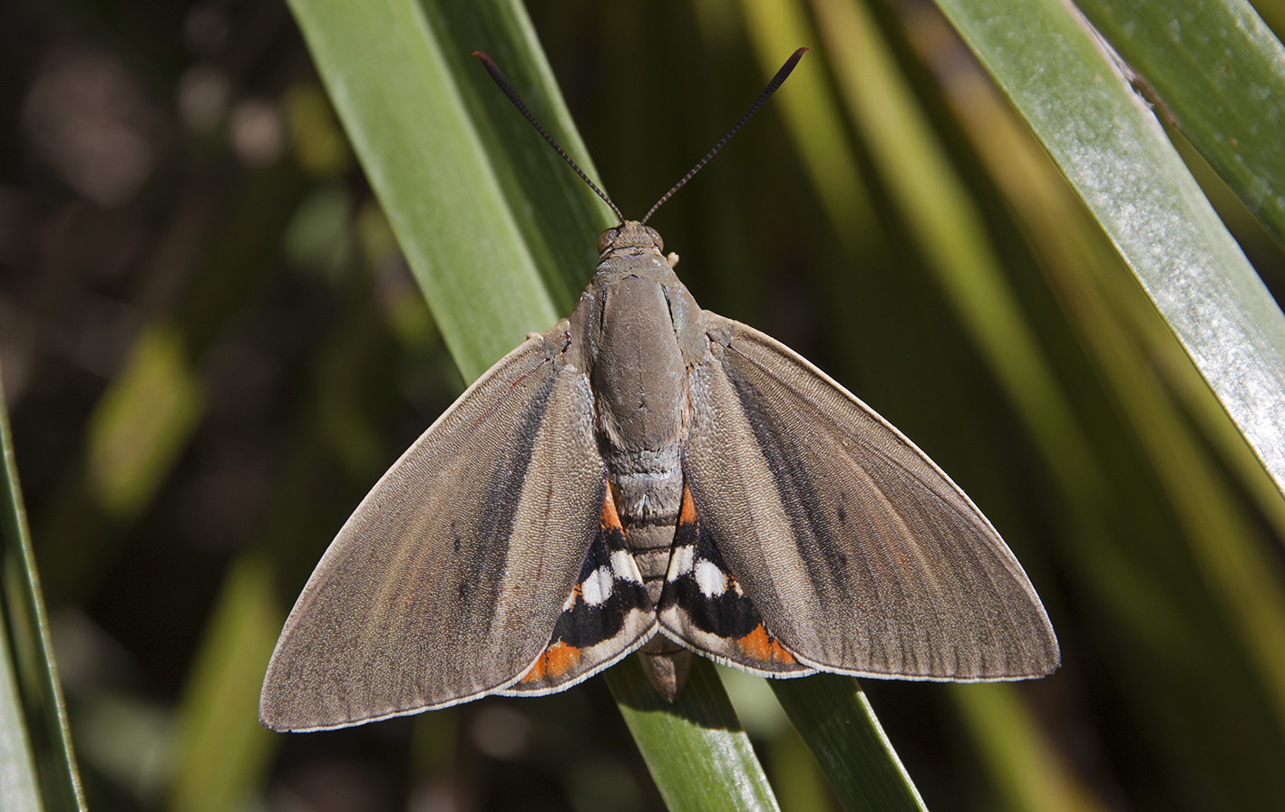 Se busca a la mariposa nociva para las palmeras de varios pueblos de Toledo.