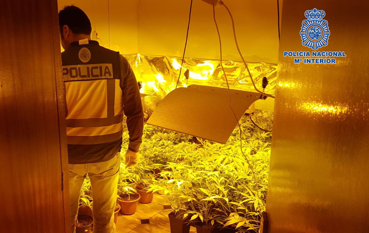 Las 300 plantas de cannabis sativa estaban en dos habitaciones de la vivienda