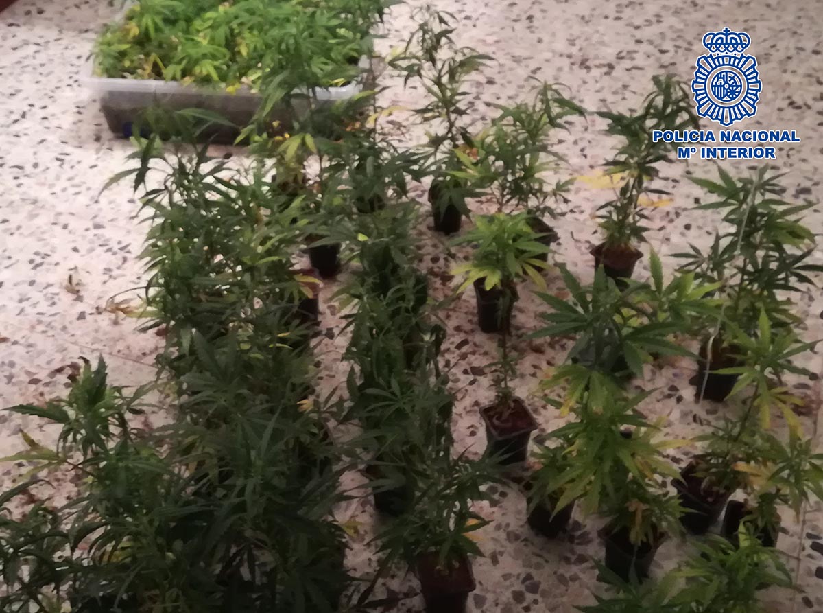 Plantas de marihuana desmanteladas en Mejorada