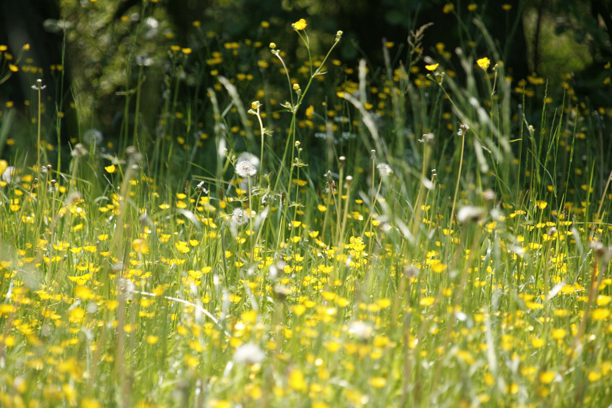 Alergia, plantas, flores, primavera