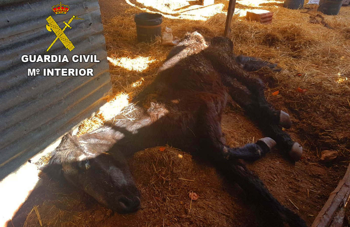 El caballo, cuando llegaron la Guardia Civil y los veterinarios, ya estaba esquelético por deshidratación y desnutrición. Acto seguido hubo que sacrificarlo.