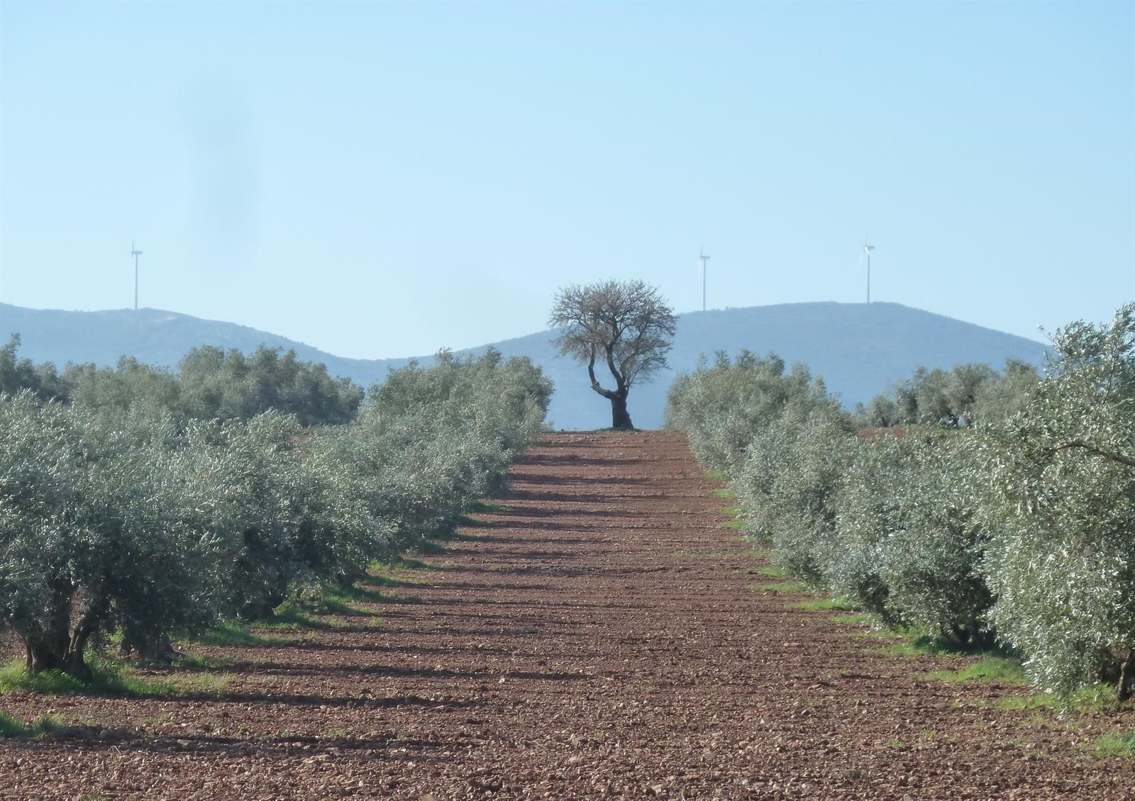 Gladiador, el árbol singular de Membrilla.