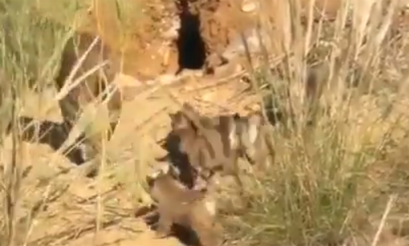 Los primeros cachorros de lince nacidos en 2019 en los Montes de Toledo. Imagen captada de un video.