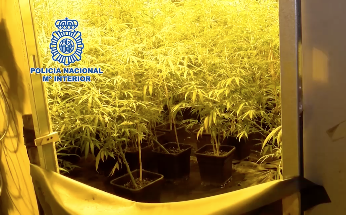 En total había 1.276 plantas de marihuana y 42 kilos ya preparados para su venta.