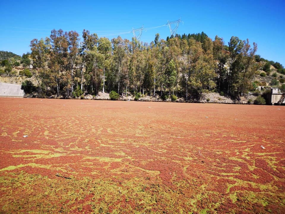 No, no es una pradera, es el agua del embalse de Cedillo hace algunos días.