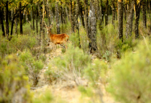 Berrea en los Montes de Toledo