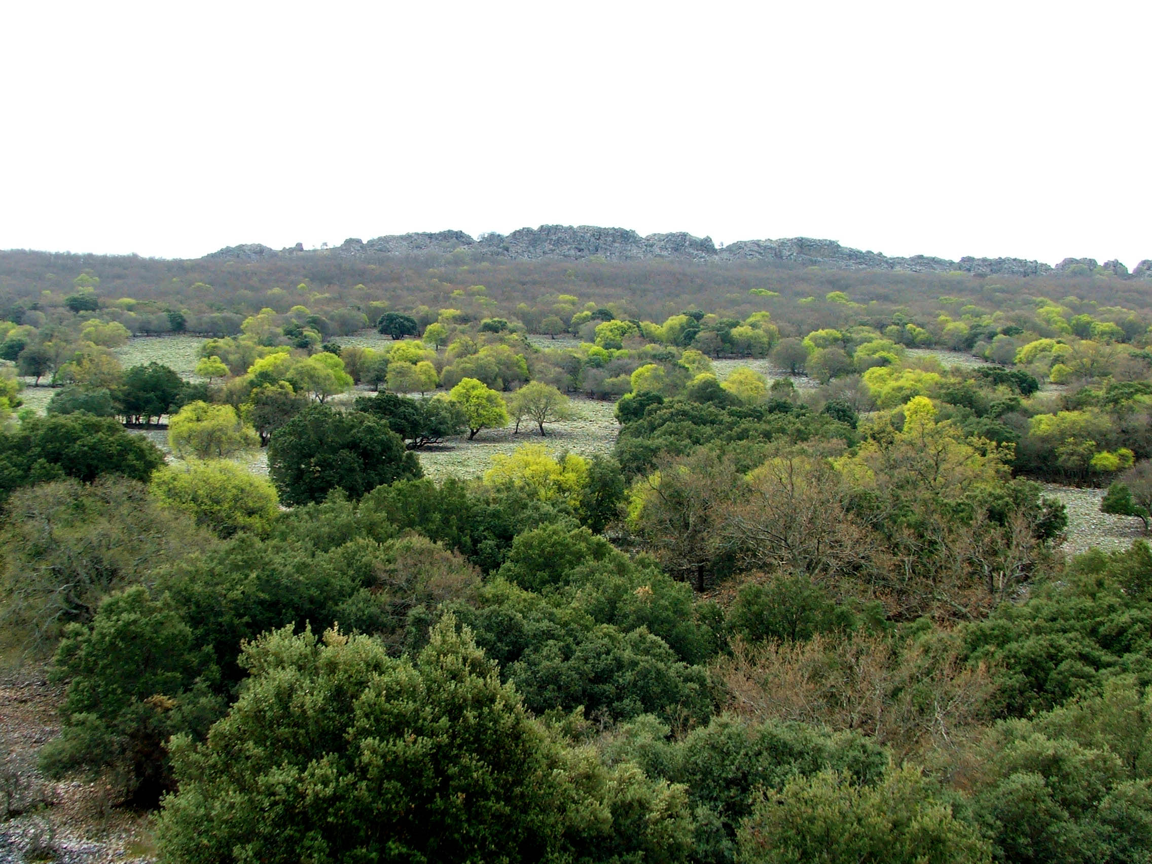 Montes de Toledo: subida al Pico del Amor