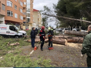 Algunos de los árboles que han caído en pleno Albacete capital