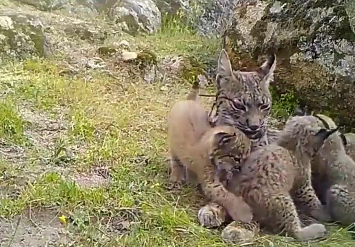 Los cuatro cachorros de lince ibérico jugando con su madre primeriza, Nenúfar